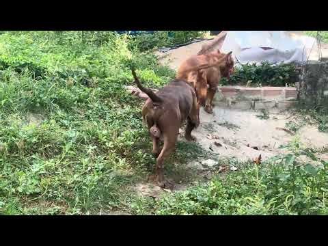 Pitbull evolution 🔥#lekthebestkennel