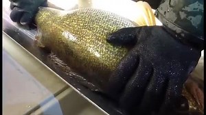 Ever wonder what it takes to track fish movement? We're studying how fish barriers affect how walleye and muskie move downstream from their home lake by tagging walleye in Big Creek Lake (barrier) and Brushy Creek Lake (no barrier) with PIT tags to track their movement over the spillway. PIT tags are Passive Integrated Transponder tags, tiny capsules with circuitry that "pings" a name when passing by a handheld PIT tag reader. The process is streamlined to minimize stress and cause no harm to th