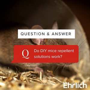 Due to the skills and knowledge needed to control mice, and the time-sensitive nature of a mouse infestation, it's best to leave managing a mouse problem to the professionals. Our Technicians use specific techniques and products that have been tried and tested to ensure your home is completely rodent-free. Learn more about the risks of natural mice repellents >> https://spklr.io/6189LBUN | Ehrlich Pest Control