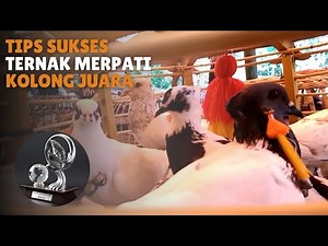 TIPS SUKSES TERNAK MERPATI KOLONG JUARA