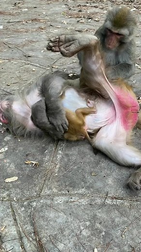 2.8M views · 18K reactions | Adorable baby monkeys daily video  #reel #monkey #wildmonkey #babymonkey #cutemonkey #cutebabymonkey #animals | Adorable Baby | Facebook