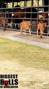 1M views · 10K reactions | They are crazy all day and night!鸞 #reelsvideoシ #reelsviralシ #playtime #cow #running #red #cutebaby #cuteanimals #farming | Biggest Bulls Of Bangladesh | Facebook