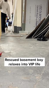 Marble appeared in an apartment building backyard on a freezing cold day. The kind building super brought him—and another cat, Rune—inside to provide warmth and food, and reached out to us for help. Once inside, Marble's been nothing but a sweet mush. He loves pets and has no problem head-butting you for them. This pink-nosed friend is getting all the love and care he needs and is headed off to a loving foster for the next chapter of his VIP life journey. Thank you for making Marble's fresh star