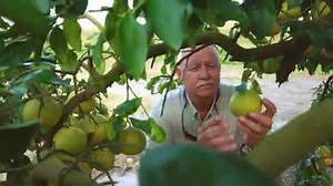 127K views · 182 reactions | It takes as many as eight months for a grapefruit to ripen to peak perfection...but that's just the beginning! Learn more about how a Florida Grapefruit gets from grove to grocery store in this video. | Florida Grapefruit | Facebook