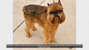 How to Properly Feed Your Griffon Bruxellois Dog