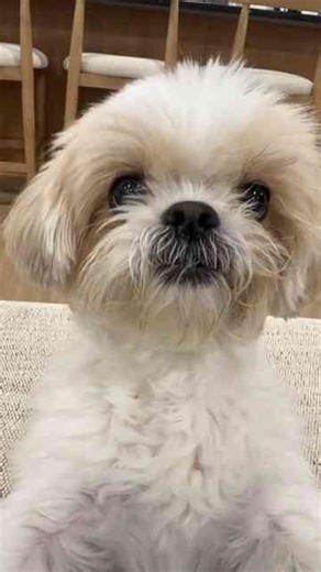 Understanding the Shih Tzu Attitude in Dogs