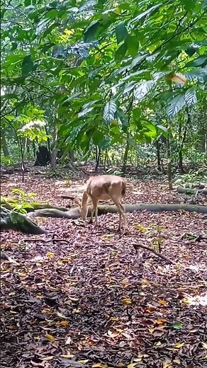 The deer at Peucang Island Ujung Kulon National Park