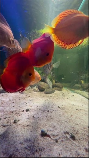 asmr with Discus 🐠✨ #asmr #discusfish #fyp