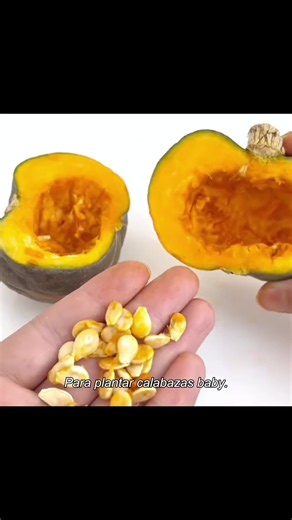 Easy Garden Plant Tips for Beginners