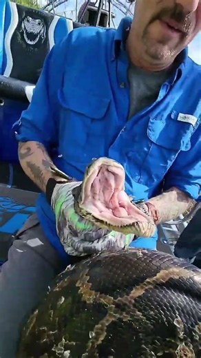 Monster Python Capture in the Florida Swamp #trending #fishing #shorts