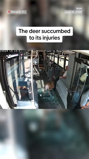 Passengers on board a Rhode Island bus got quite a shock when a deer launched itself into the bus through the front windshield. | NBC News