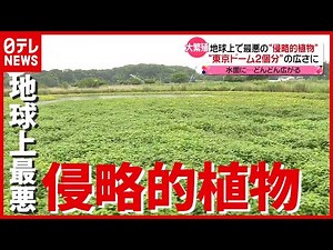 各地で大繁殖中…″東京ドーム２個分”の広さも 地球上最悪の“侵略的植物”とは？（2021年6月15日放送「news every.」より）