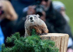 Groundhog Day 2024 results: Punxsutawney Phil, Lady Edwina, Staten Island Chuck and more
