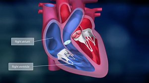 1.2K views · 81 reactions | Bayer Science Video: The heart The heart has to pump blood to the lungs and throughout the rest of the body all of the time to make sure that the organs are supplied with vital oxygen and nutrients. Every year, millions of people all over the world die as a result of cardiovascular diseases. Bayer scientists are researching ways to manage and maybe even cure some of these diseases. | Bayer | Facebook