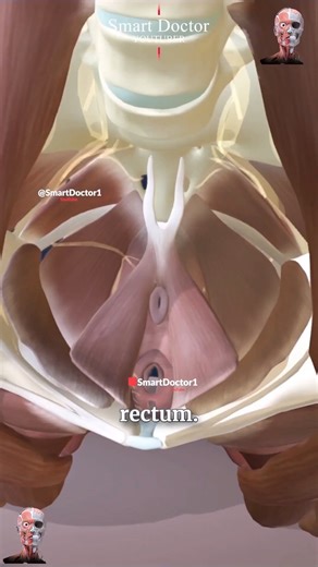 Anatomía de la pelvis femenina con sus aberturas ✨‍♀️ . . La anatomía de la pelvis femenina es compleja e incluye varias estructuras y aberturas clave. A continuación, un resumen: Estructuras clave Huesos pélvicos: Ilion: La parte más grande de la pelvis. Isquion: La parte inferior y posterior de la pelvis. Pubis: La parte anterior de la pelvis. Sacro: Un hueso triangular en la base de la columna vertebral, que forma la parte posterior de la pelvis. Cóccix: El coxis, ubicado en la base del sacro