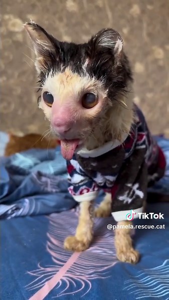 Help Pluto: The Struggles of an Ugly Cat