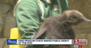 King Penguin chick makes Zoo debut Thursday