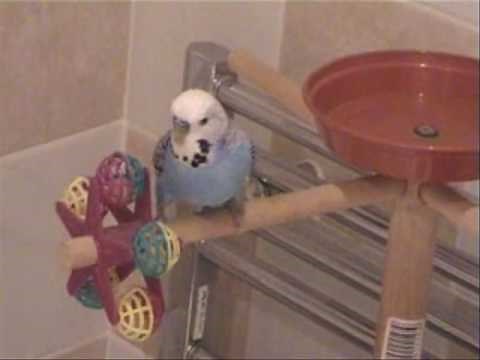 Budgie tricks