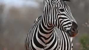 Closeup Striped Wild African Zebra Face Stock Footage Video (100% Royalty-free) 1103957729 | Shutterstock