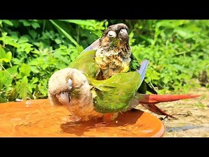 Wow! What are these two birds doing? : Nature green cheek conure parrot sounds. 4k video
