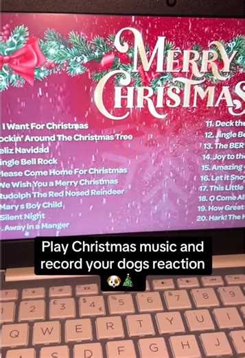 My little Carol singers 😂 #fyp #dogs #christmas #singingdog #haha