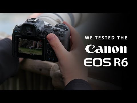 Testing the Canon R6 for Bird Photography | Autofocus Performance, Image Quality & IBIS