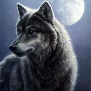 Small wolffaces in a slide show | Wolves and wolfpuppys