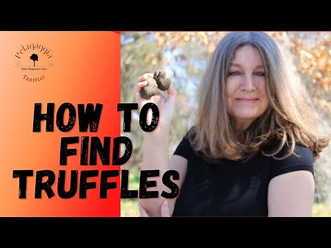 How to find truffles - Tutorial for Beginners