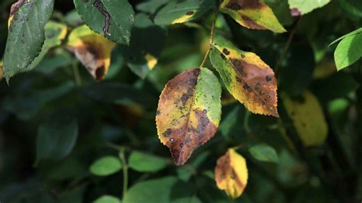 Schimmel im Garten: So retten Sie Ihre Pflanzen jetzt