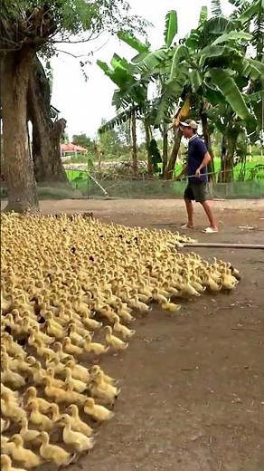 Amazing Duck Farm | Process of Producing Ducks For Eggs and Meat #wildlife #animals #shorts #cute