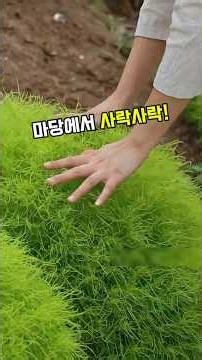 Kochia scoparia #KochiaBroom #NostalgicPlant #CountryMemories #TraditionalLifestyle #WildGreens #...