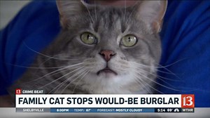 Family cat brings down would-be burglar