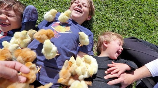 Have you ever seen a chick bath?