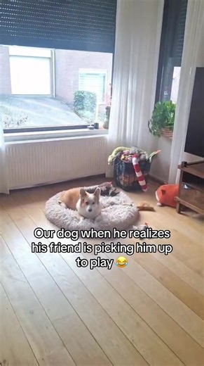 Heartwarming Friendship Between Corgi and Newfoundlander