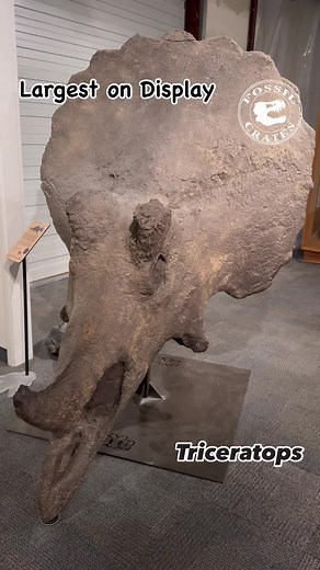 Largest Triceratops Skull on Display: Enormous Cast at BYU Museum
