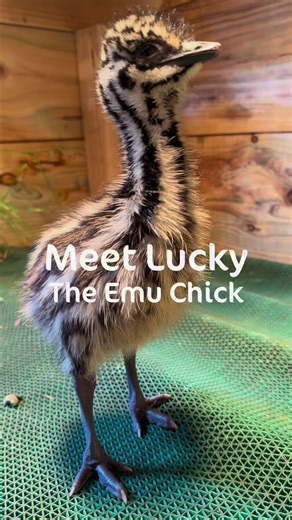 9.9K views · 107 reactions | Meet LUCKY. Could he be any cuter!! This day-old emu chick has such incredible growth ahead but for now, he's gotta learn the basics about what it takes to grow into Australia's largest land bird. | Gumbuya World | Facebook