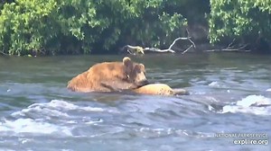 8.7K views · 618 reactions | Lefty takes a nap above the falls using a rock as a pillow because fishing is hard work! He looks so peaceful snoozing away. Sweet Bear Dreams Lefty! 퐂퐨퐮퐫퐭퐞퐬퐲 퐨퐟 퐞퐱퐩퐥퐨퐫퐞.퐨퐫퐠. Watch the bears live daily at https://explore.org/livecams/brown-bears/brown-bear-salmon-cam-brooks-falls For more information on Katmai National Park & Preserve visit: www.facebook.com/KatmaiNPP https://www.nps.gov/k747 | Travel Guide Book | Facebook