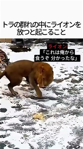 トラの群れの中にライオンを放つとどうなる？百獣の王の圧倒的威厳！
