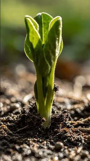 Realistic Time-Lapse of a Plant Growing from Soil 🌱