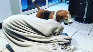 OMG!!! Louie just got into a fight with a spooky ghost!! 😱😱😱 #CrazyGhost #CrazySounds ❤️Louie and The Spooky Ghost❤️ | Louie the Beagle