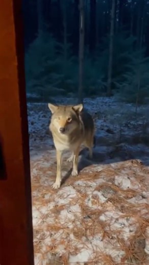 A Mother’s Silent Plea | A Wolf’s Desperation | Will Humans Answer the Call? 🐺💔❄️ #rescue #wolf