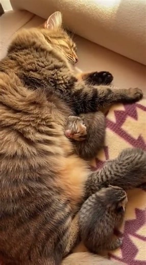 A tender moment in the sunset glow. Love blooms quietly #sunset #love #romance