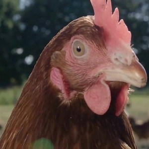 6.9K reactions · 3.3K shares | En France, 8 animaux sur 10 sont encore enfermés dans des élevages intensifs... | CIWF France | Facebook