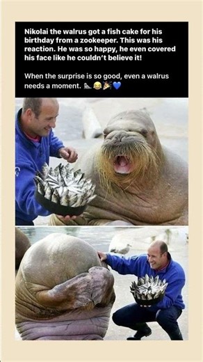 Walrus Priceless Reaction to Birthday Cake
