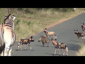 Warthog vs. Wild Dogs: A Clever Escape You Won’t Believe