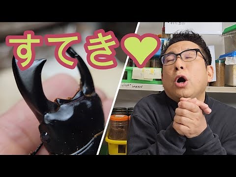 クワガタ飼育 この道30年のプロがかっこいいオオクワガタをつくりました