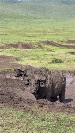 Buffalos wallow in mud primarily to regulate body temperature