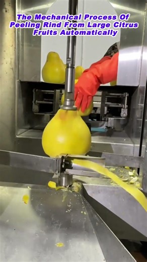 The Mechanical Process Of Peeling Rind From Large Citrus Fruits Automatically