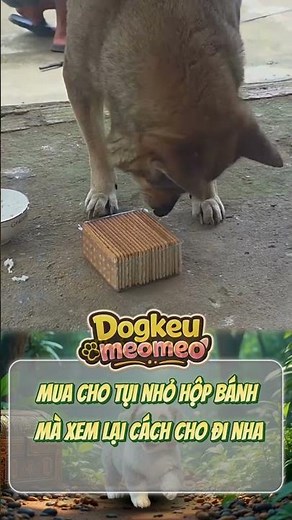 Của chó không bằng cách cho 😂🐶 #shorts #funnydog #pets #viral