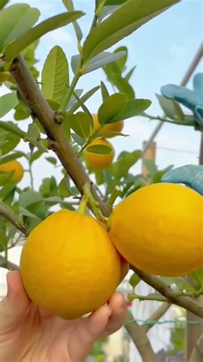 harvesting fresh yellow lemons from a green tree in the garden during a beautiful sunny morning day